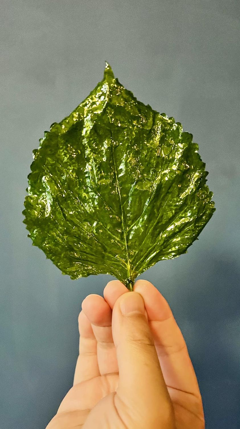 PASTi 油量挺拔的炸芝麻葉